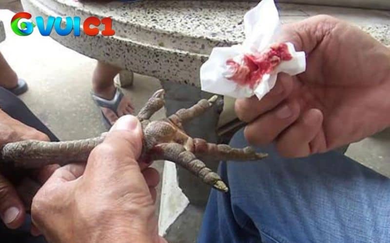 Sát trùng vào chân gà bị gãy Sát trùng vào chân gà bị gãy