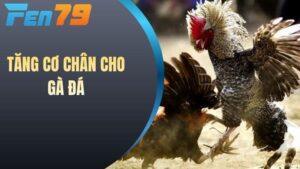 Tăng cơ chân cho gà đá