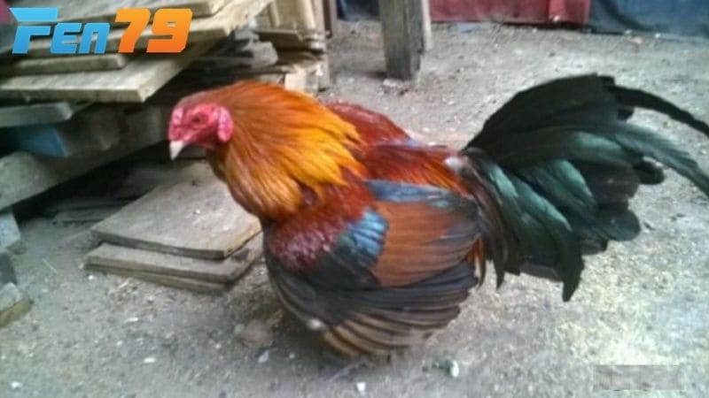 Trường hợp nhẹ cần nẹp cố định và cách ly gà ra riêng