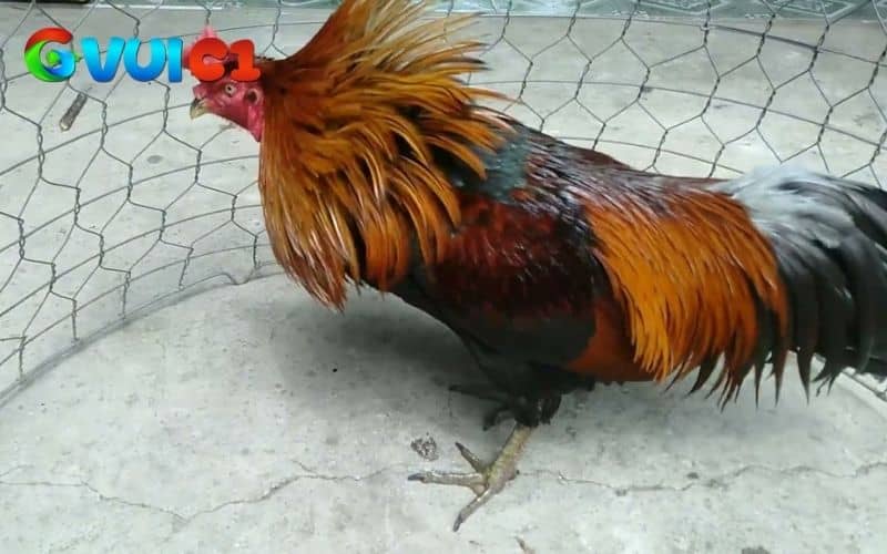 Việc nhận biết các triệu chứng có thể điều trị gà đá bị gãy chân kịp thời Việc nhận biết các triệu chứng có thể điều trị gà đá bị gãy chân kịp thời
