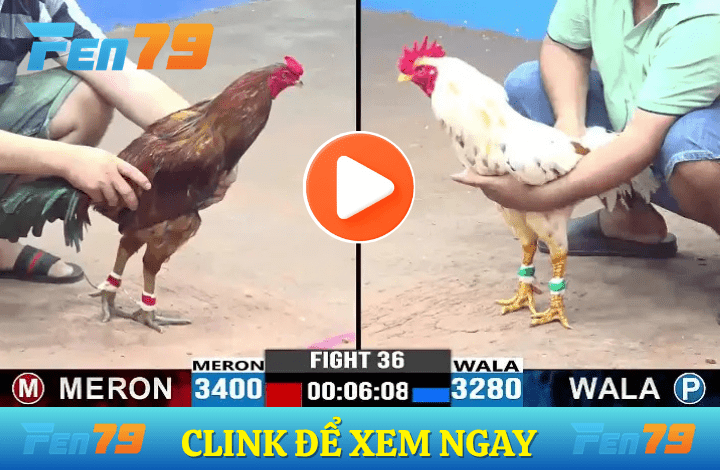 Clink xem trực tiếp đá gà FEN79