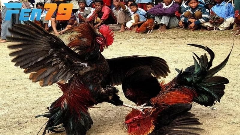 AE888 phát sóng các trận đá gà mới nhất hàng ngày