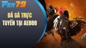 Đá Gà Trực Tuyến Tại AE888