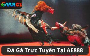 Đá Gà Trực Tuyến Tại AE888