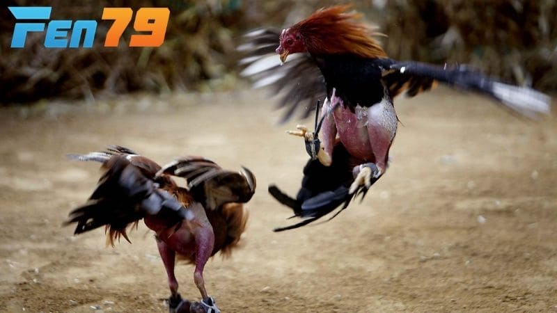 Người chơi sẽ dự đoán chính xác nhờ các thông tin được nhà cái cung cấp