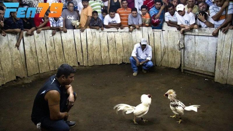 ALO789 cập nhật các trận đá gà mới nhất mỗi ngày