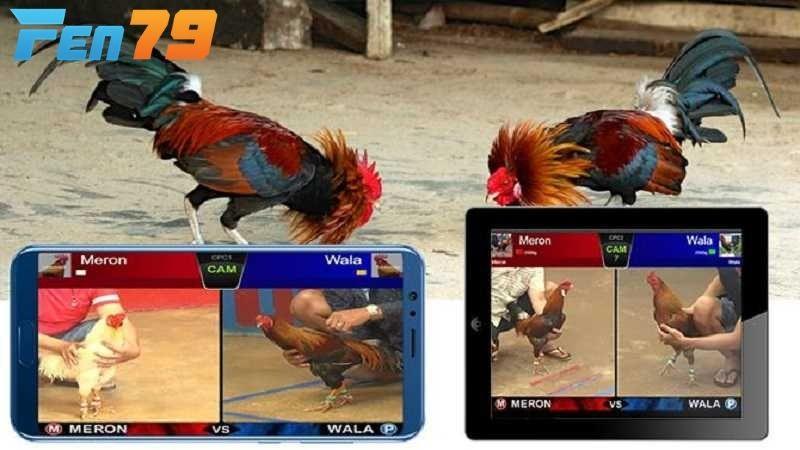 Đá gà trực tiếp phát sóng các trận đấu với hình ảnh sắc nét Đá gà trực tiếp phát sóng các trận đấu với hình ảnh sắc nét