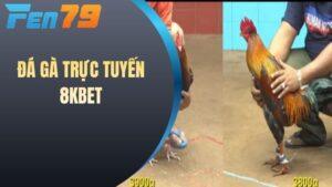 Đá Gà Trực Tuyến 8KBET