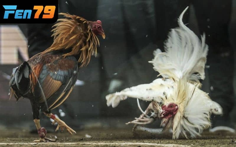 SV388 liên kết với các trường gà danh tiếng hàng đầu SV388 liên kết với các trường gà danh tiếng hàng đầu