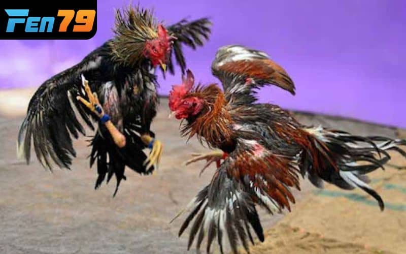 SV388 phát sóng trực tiếp đá gà hàng ngày SV388 phát sóng trực tiếp đá gà hàng ngày